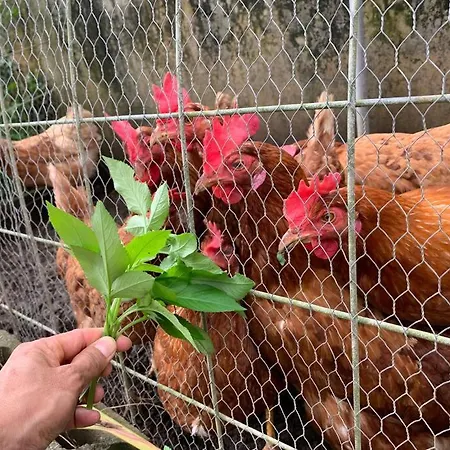 お子様連れ&動物好き大歓迎！産みたての卵を収穫体験できる宿 Nanjō Exterior foto